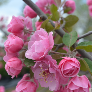 Malus 'Brandywine'