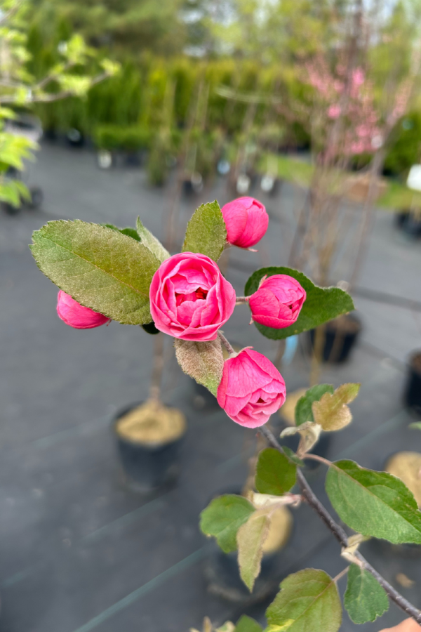 Malus 'Brandywine'