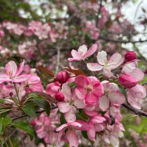 Malus 'Coralburst'