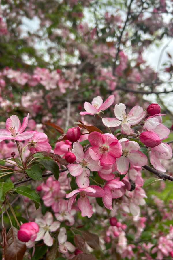 Malus 'Coralburst'
