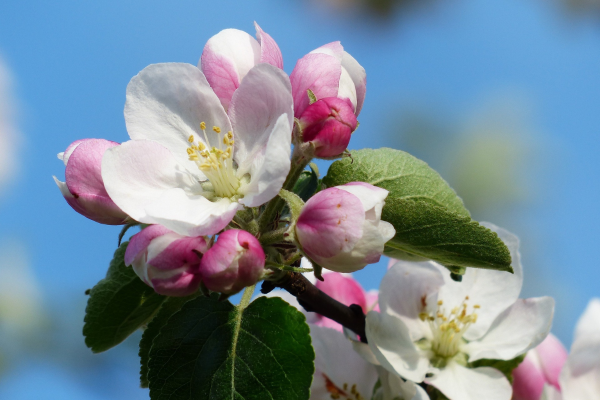 Malus domestica 4 en 1