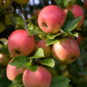 Malus domestica 4/1
