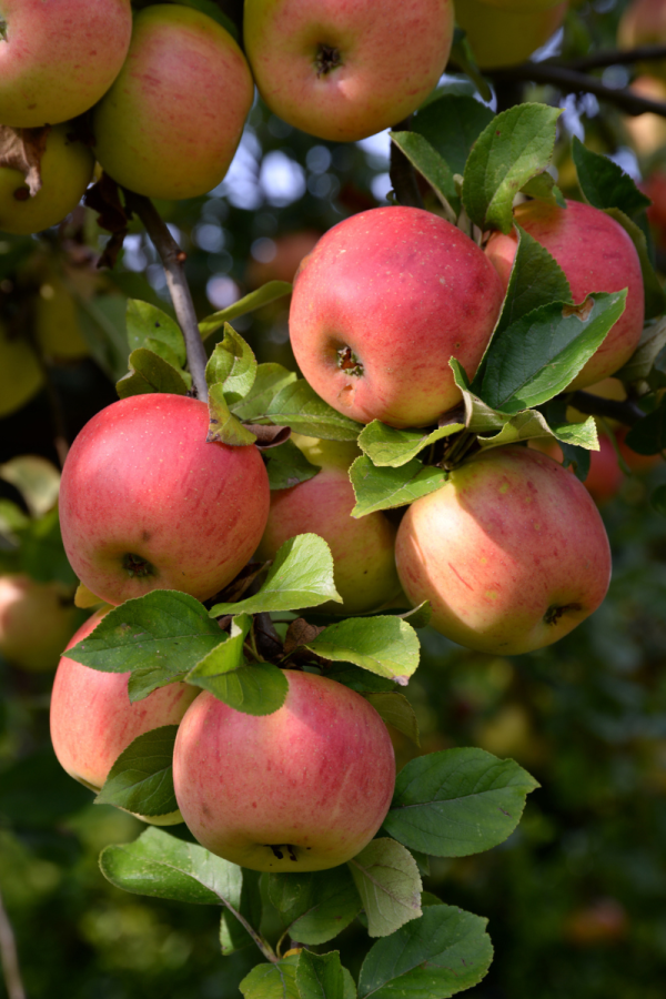 Malus domestica 4/1