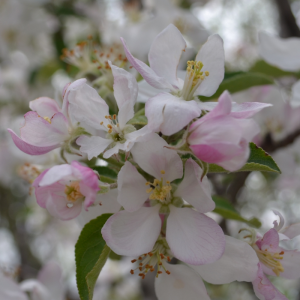 Malus domestica 'Golden Delicious'