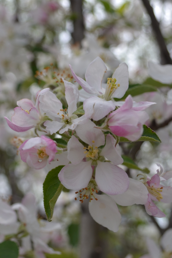 Malus domestica 'Golden Delicious'