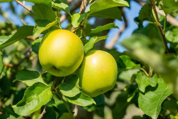 Malus domestica 'Golden Delicious'