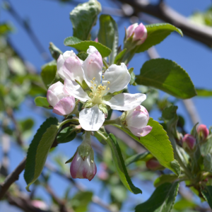 Malus domestica 'Honeycrisp'