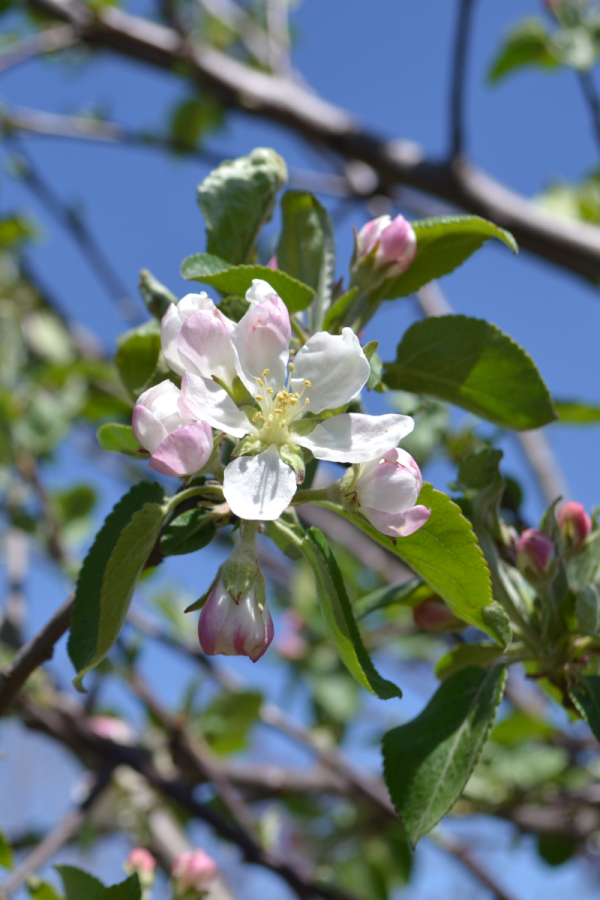 Malus domestica 'Honeycrisp'