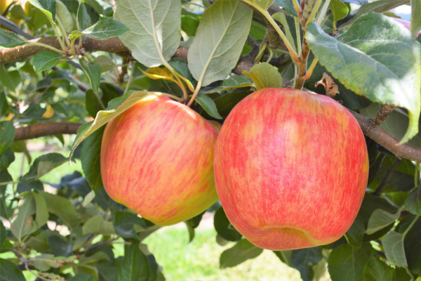 Malus domestica 'Honeycrisp'