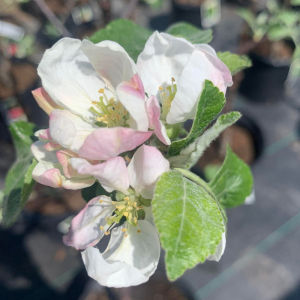 Malus domestica 'Liberty'