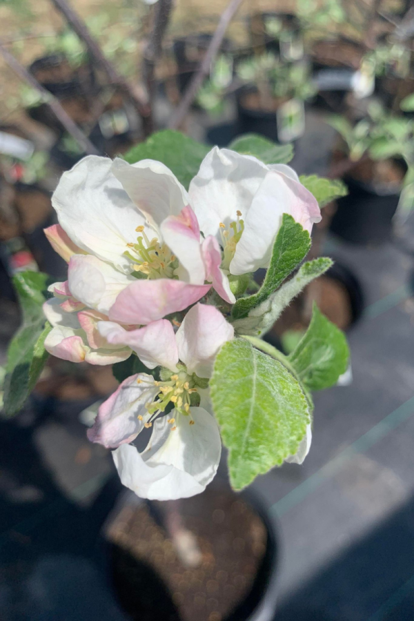 Malus domestica 'Liberty'
