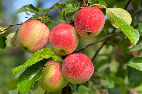 Malus domestica 'Liberty'
