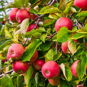 Malus domestica 'Red Delicious'