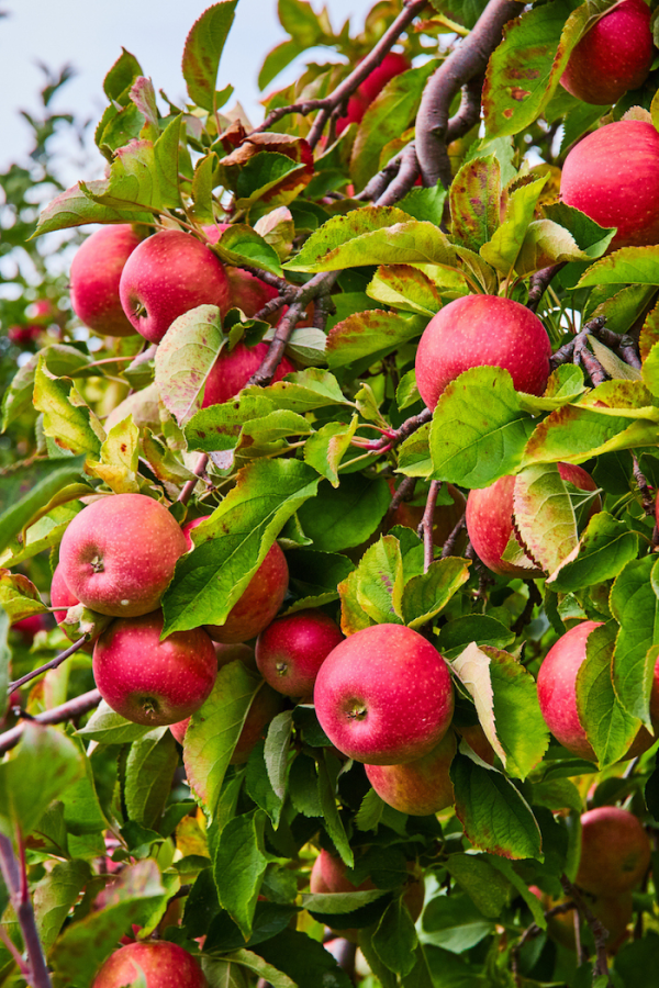 Malus domestica 'Red Delicious'