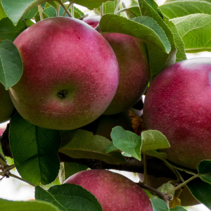 Malus domestica 'September Ruby'