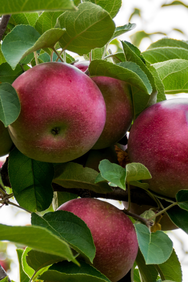 Malus domestica 'September Ruby'