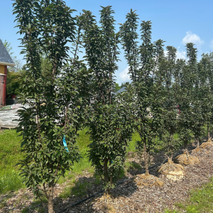 Malus x adstringens 'Emerald Spire'
