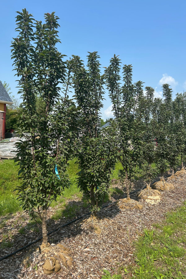 Malus x adstringens 'Emerald Spire'