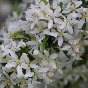 Malus 'Golden Raindrops'
