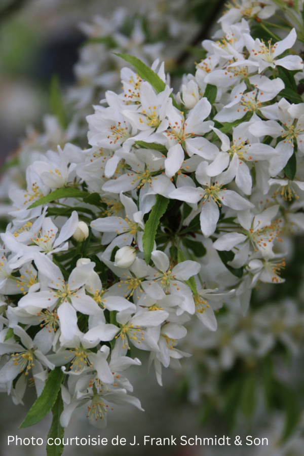 Malus 'Golden Raindrops'