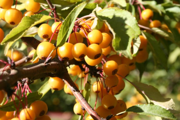 Malus 'Golden Raindrops'