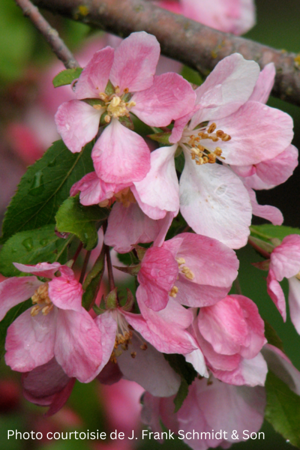 Malus 'Louisa'