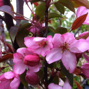 Malus 'Pink Spires'