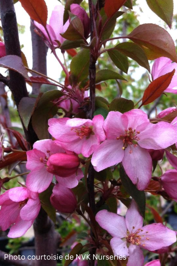 Malus 'Pink Spires'