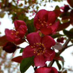 Malus 'Robinson'
