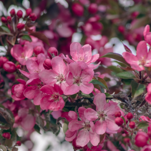 Malus 'Royal Beauty'