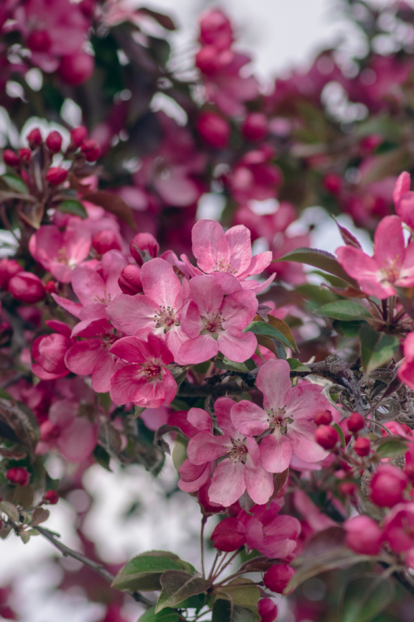 Malus 'Royal Beauty'