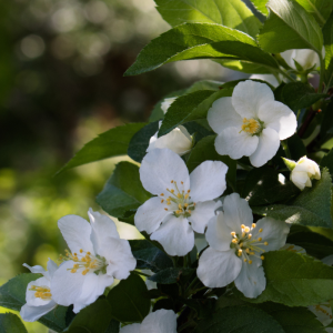 Malus sargentii