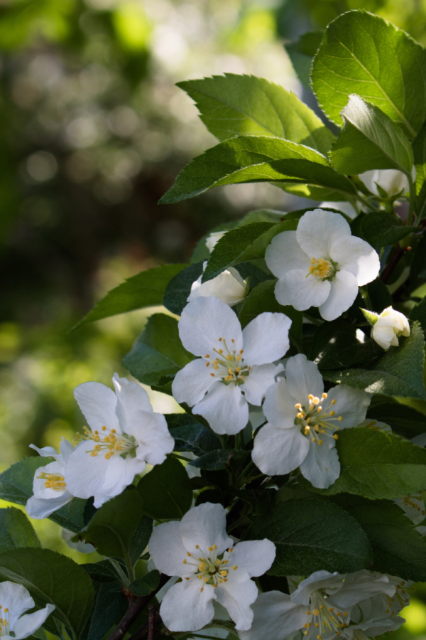 Malus sargentii