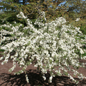 Malus sargentii 'Tina'