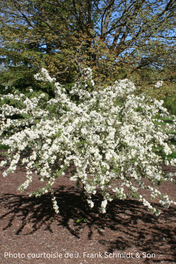 Malus sargentii 'Tina'