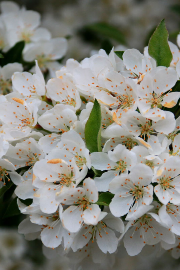 Malus sargentii 'Tina'