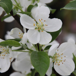 Malus 'Snowdrift'
