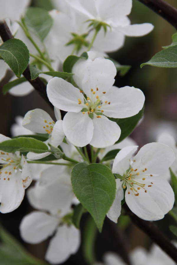 Malus 'Snowdrift'
