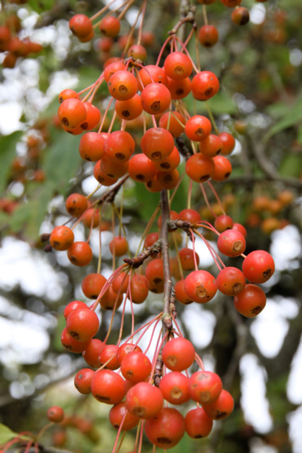 Malus 'Snowdrift'