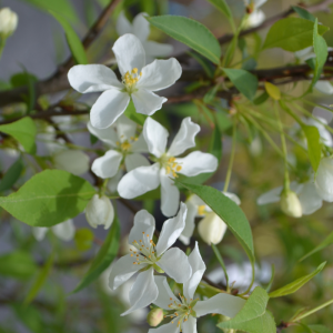 Malus 'Starlite'