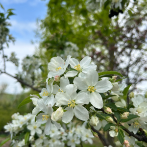 Malus 'White Angel'