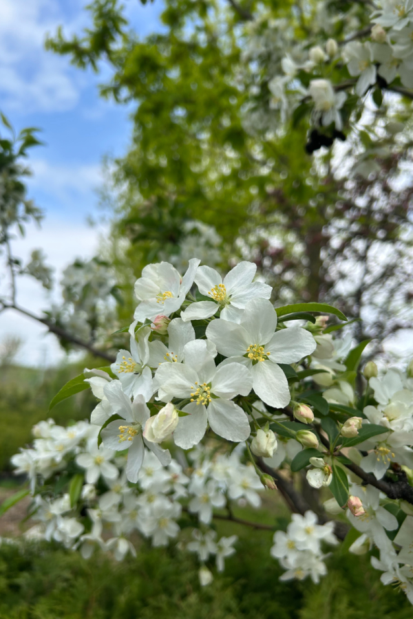 Malus 'White Angel'