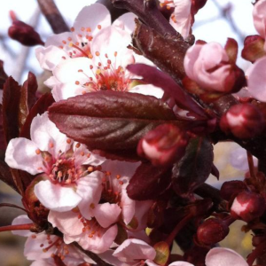 Prunus cerasifera 'New Port'