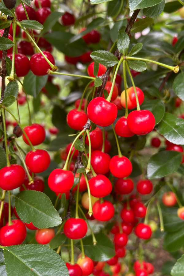 Prunus cerasus 4 en 1