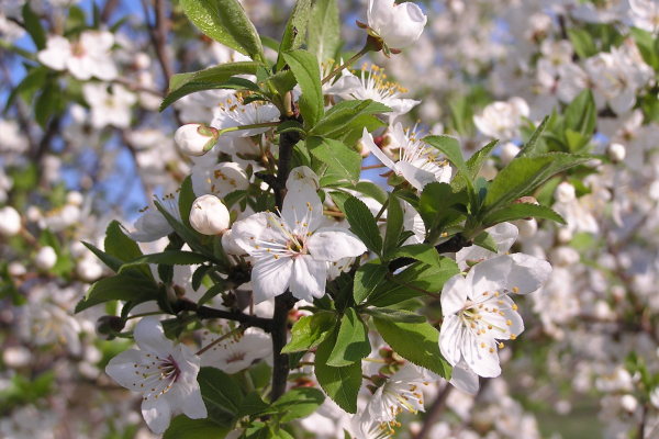 Prunus cerasus 4/1