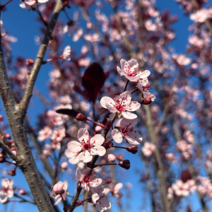 Prunus x cistena