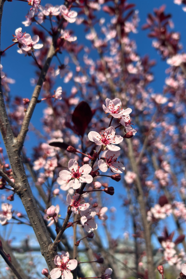 Prunus x cistena