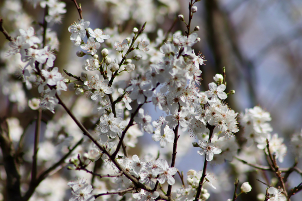 Prunus domestica 4 en 1