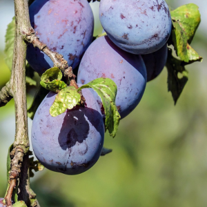 Prunus domestica 'Damas Bleu'