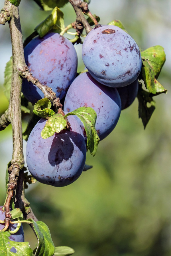 Prunus domestica 'Damas Bleu'